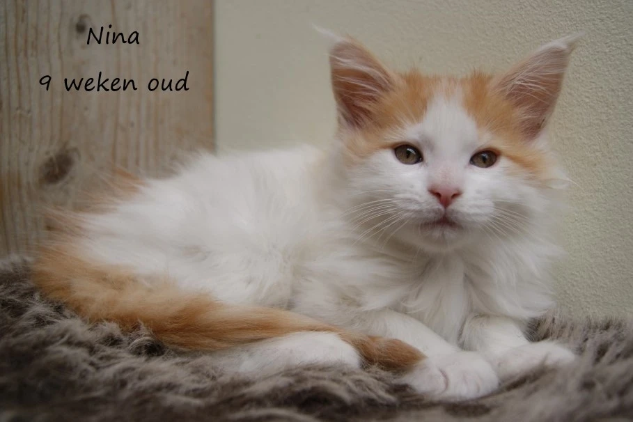 Nina
